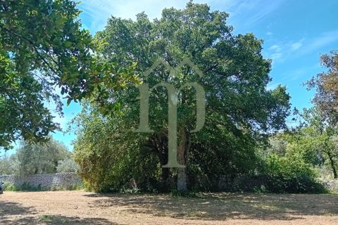 Helårsgrund i Ostuni, Brindisi, Ostuni - € 410.000 | Ref: Terreno Rella14 - foto 11